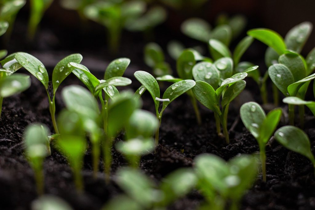 Jardinería Sostenible con el medio ambiente